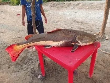 Bagre cajaro de 34 kilos en un expendio de la playa colombiana del río Arauca.